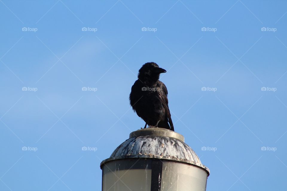 No Person, Sky, Bird, Outdoors, Nature