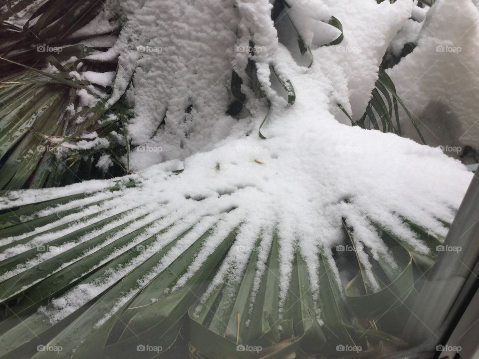 Snow on the Palms