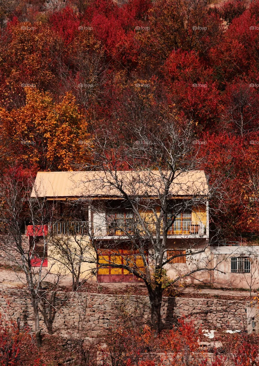 autumn