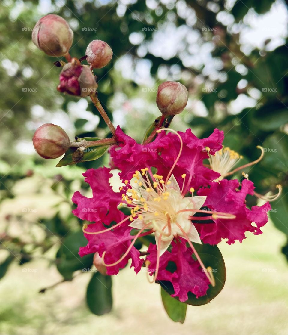 🌹 🇺🇸 Very beautiful flowers to brighten our day.  Live nature and its beauty. Did you like the delicate petals? / 🇧🇷 Flores muito bonitas para alegrar nosso dia. Viva a natureza e sua beleza. Gostaram das pétalas delicadas? 