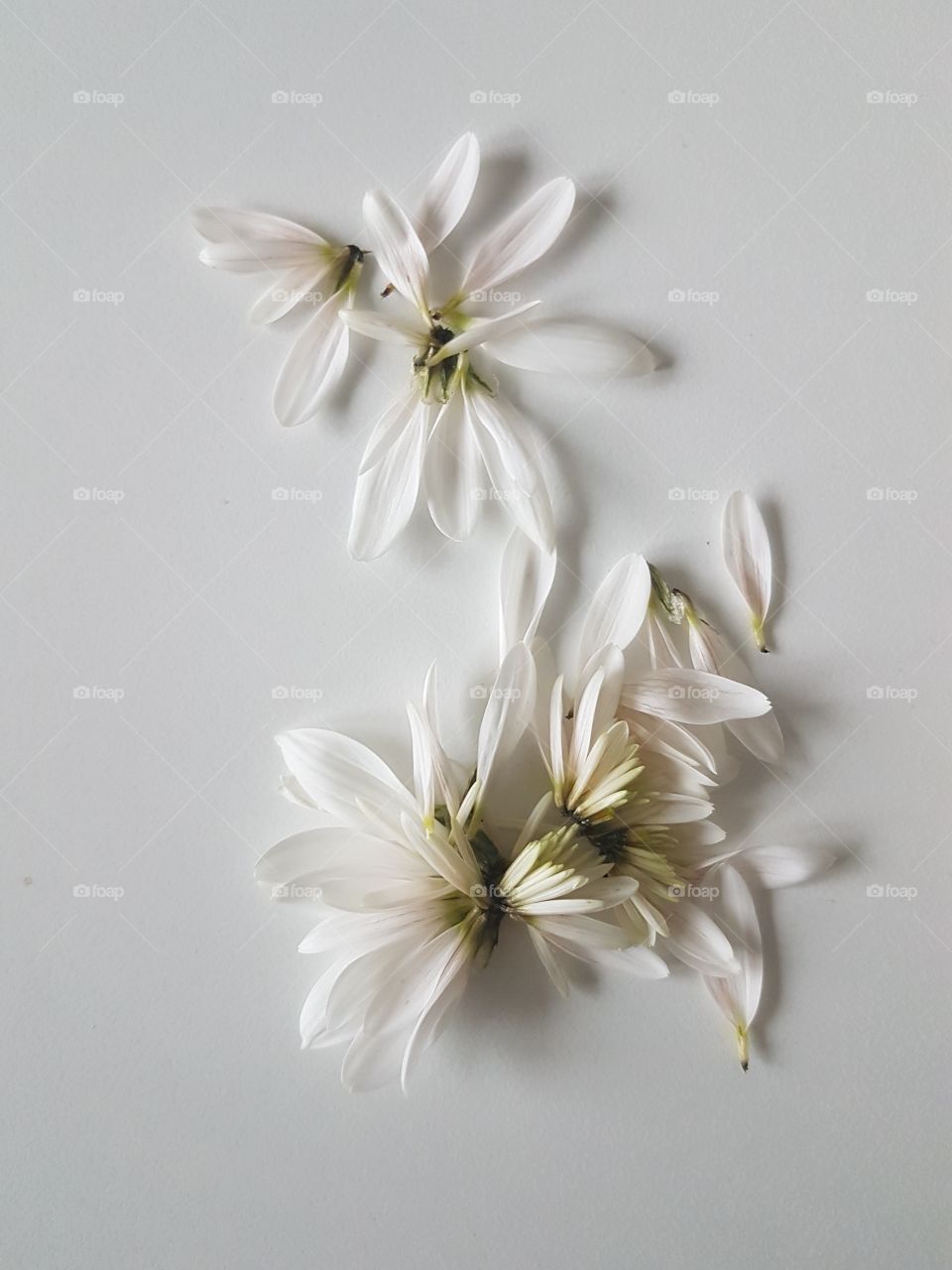 White flower petals on a white background.