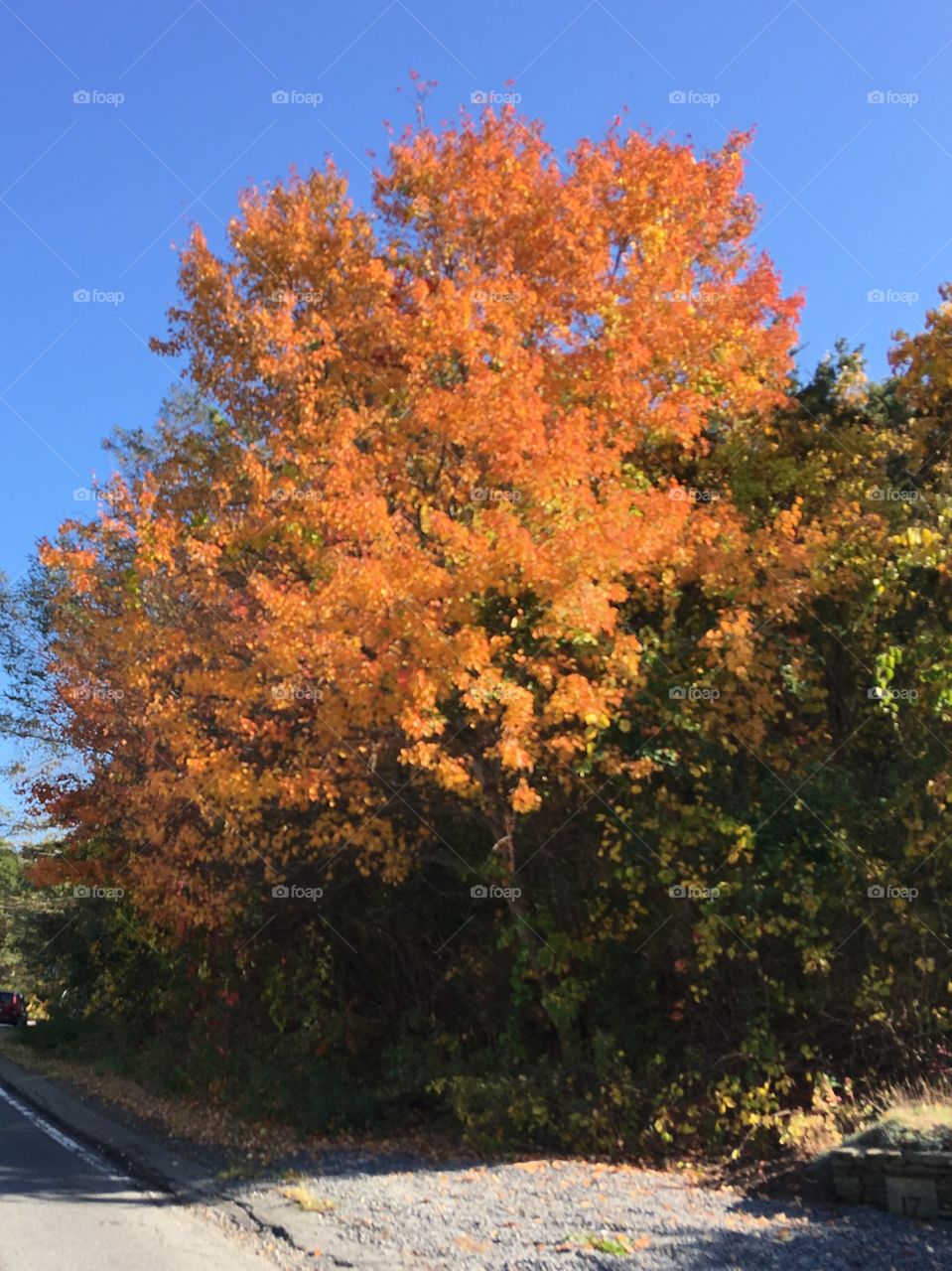 Orange 🍁 leaves on tree this Autumn season.