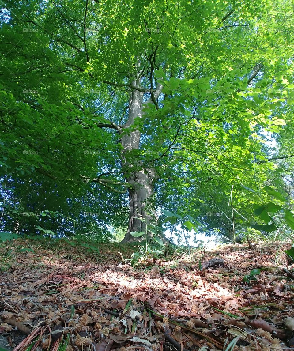 Bäume baum Wald Wälder forest grün green pflanze waldboden holz Äste