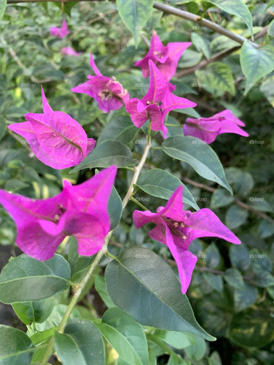 Multiple Pink Flora