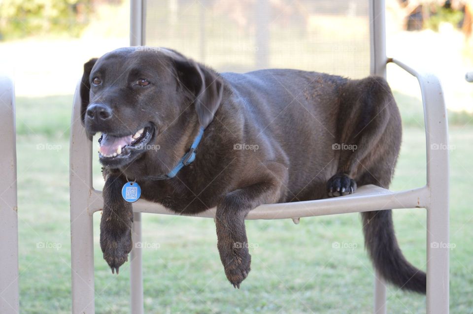 Sweet Pea, the really fat dog - sitting in her chair. 