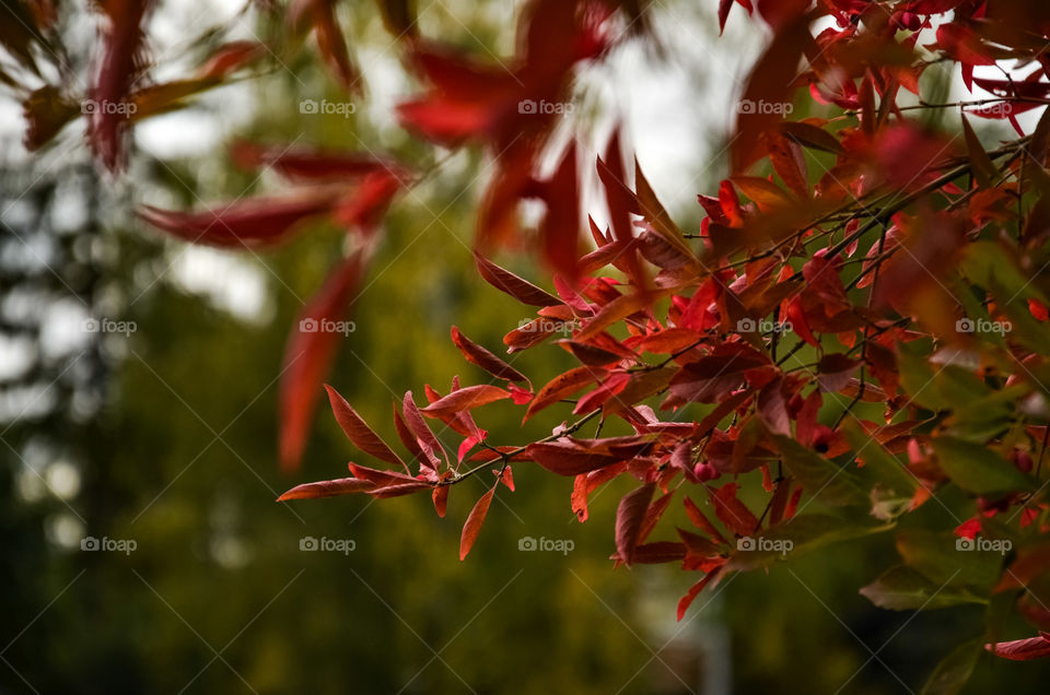 Branch with red leaves