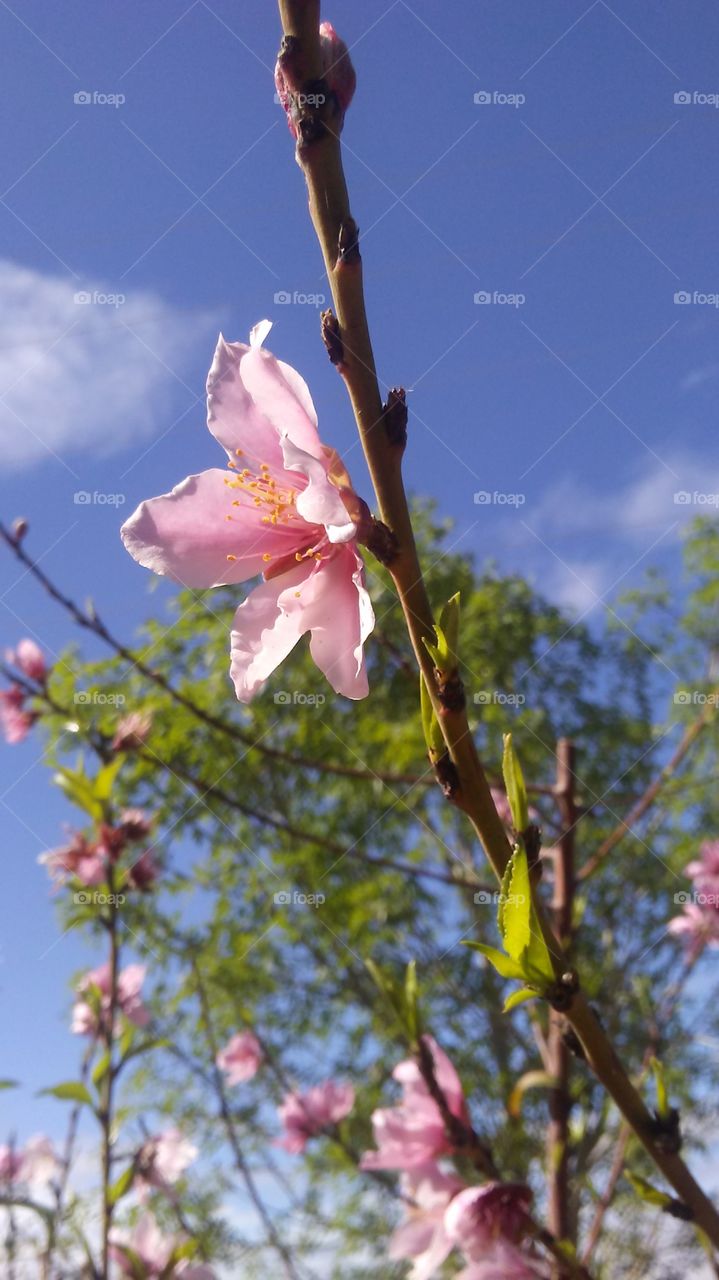 Tiny gorgeous peach blossom