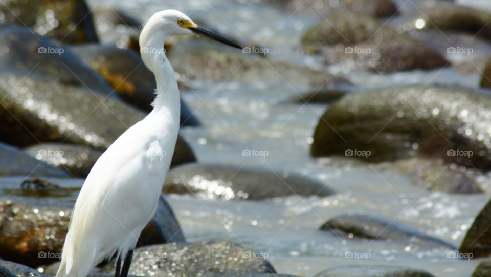 bird of beach