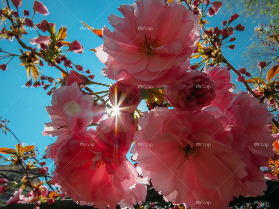 blooming sakura in spring on a sunny day