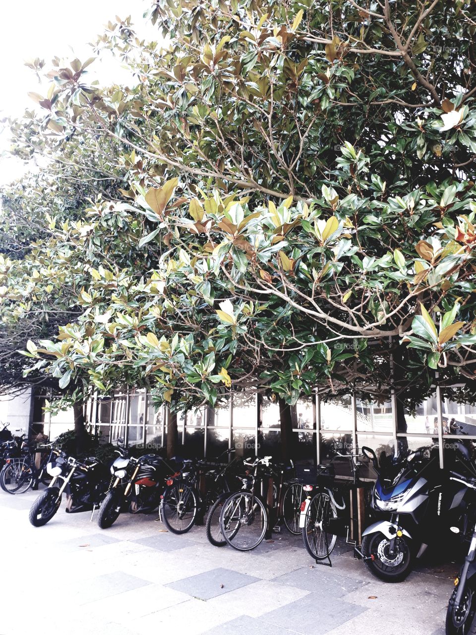 Bicycle and motorcycle parking under magnolia tree