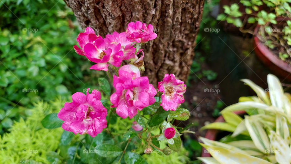 Bunch of pink rose