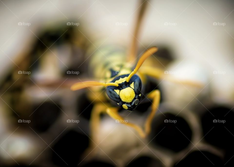 eyes of a wasp