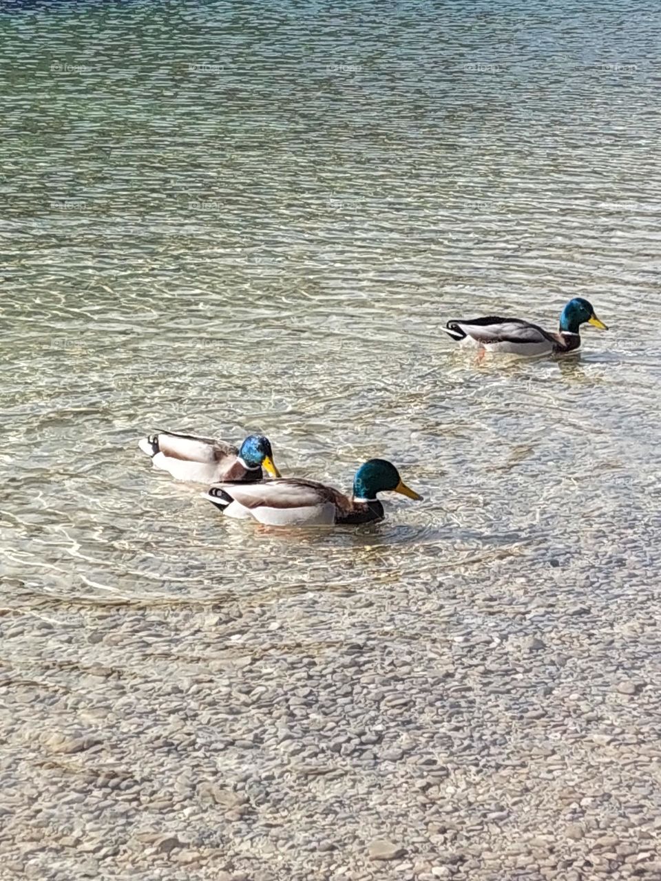 Three ducks are swimming in an impeccably clean lake . Close up