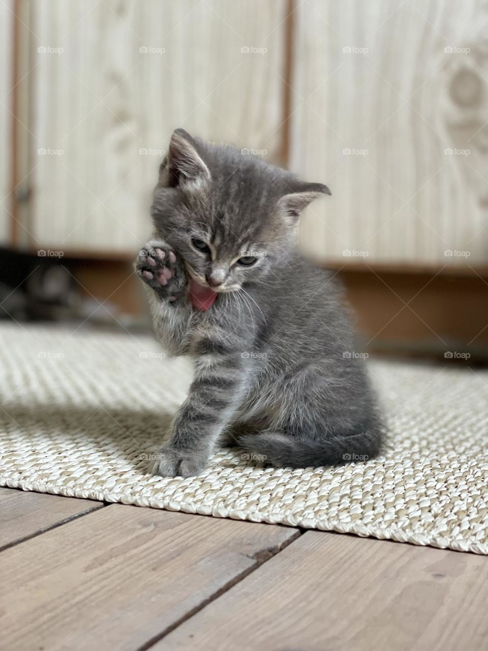 My name is Sven, I’m a kitten. Five weeks old 