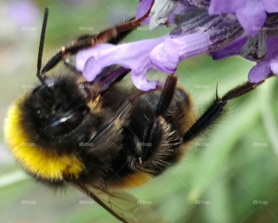 bee