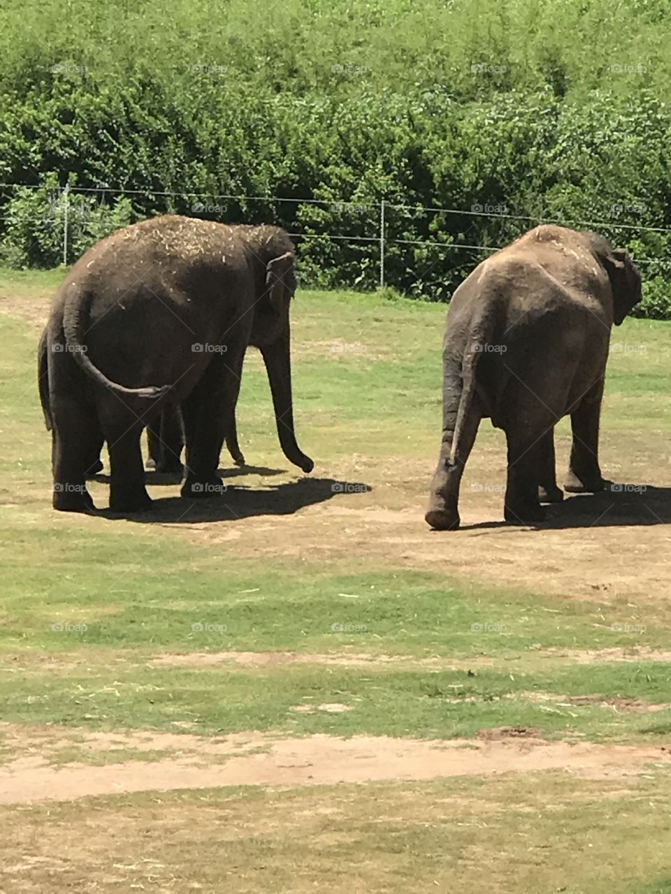 Okc zoo elephants 