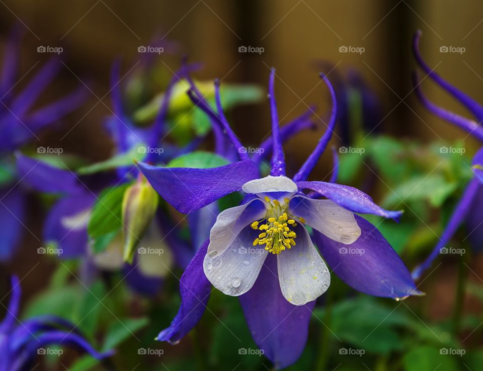 Purple columbine flower