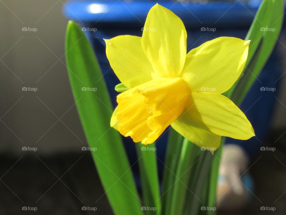 Spring is here with a lovely daffodil blooming in the garden