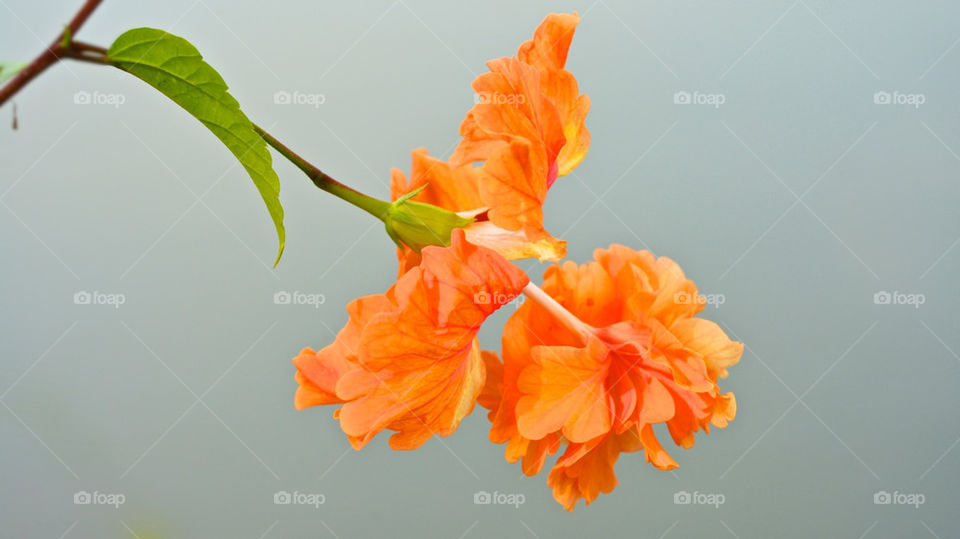 Close-up of orange flowers