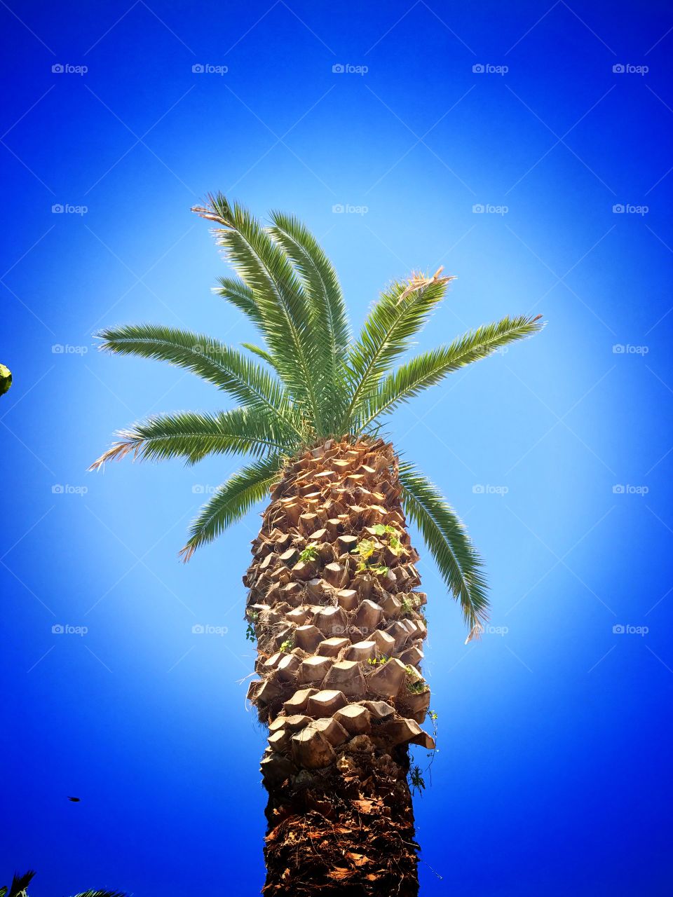 Palm