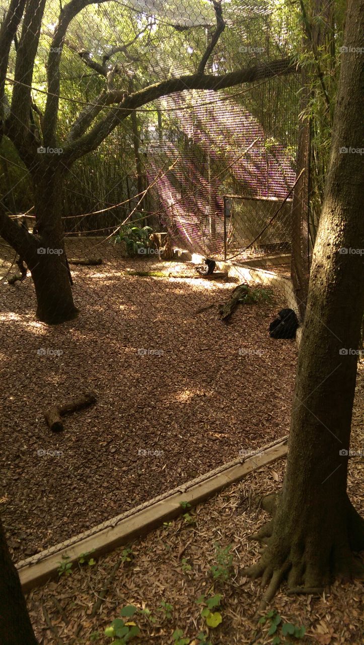 Tree, Wood, Nature, Park, Leaf