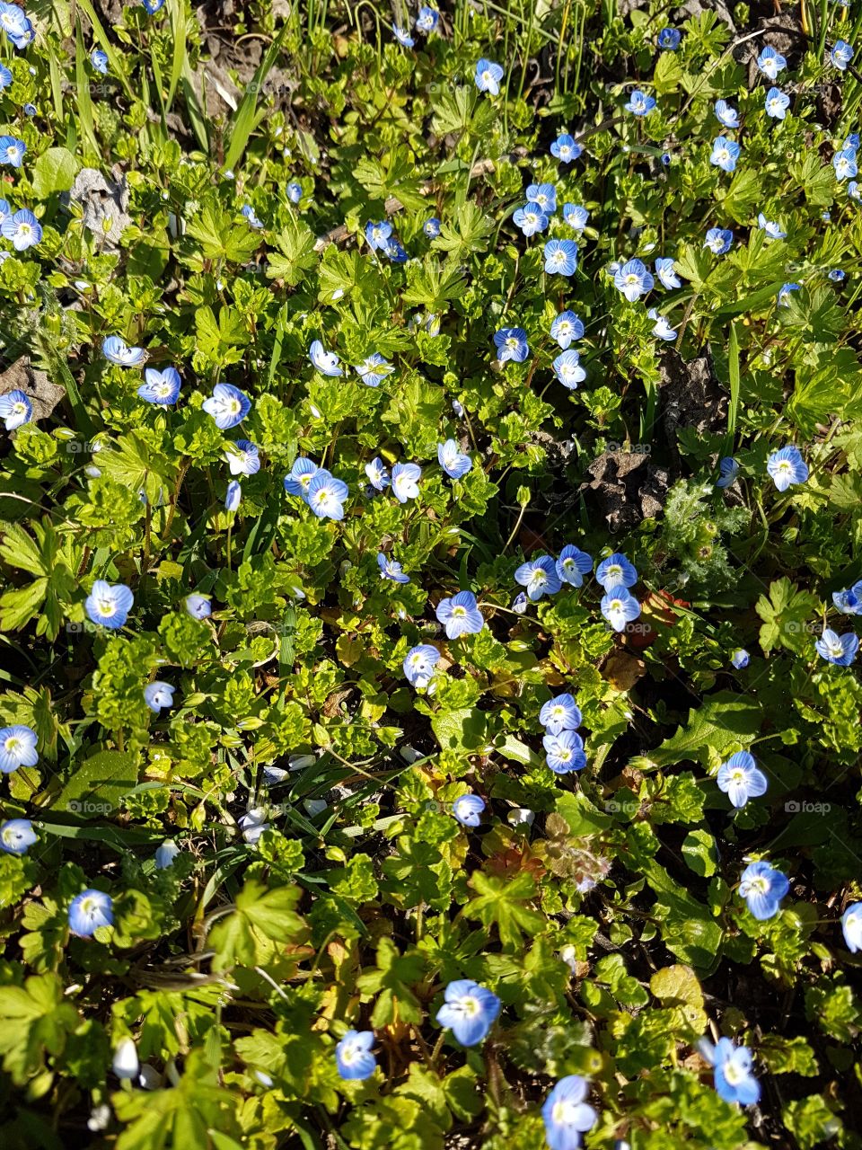 Blue flowers in a meadow in spring