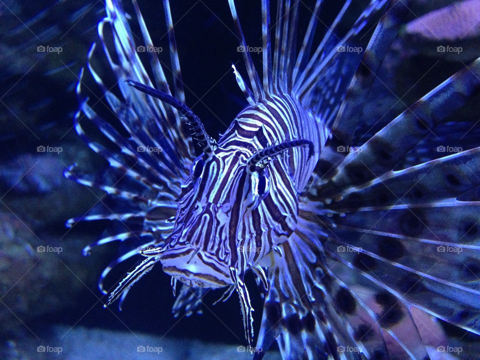 Lion fish in am aquarium 