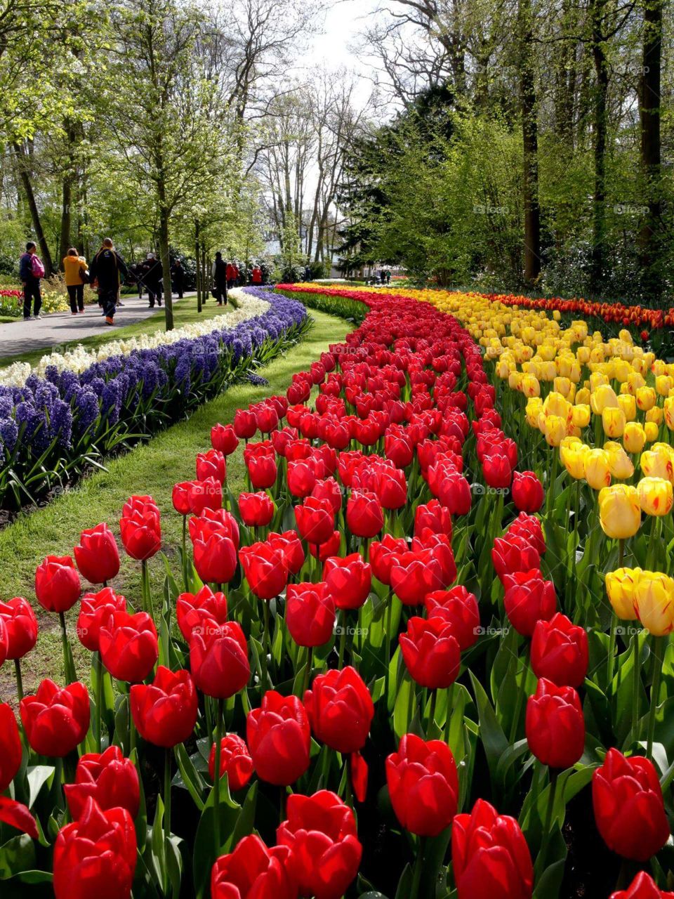 Tulips in Amsterdam.