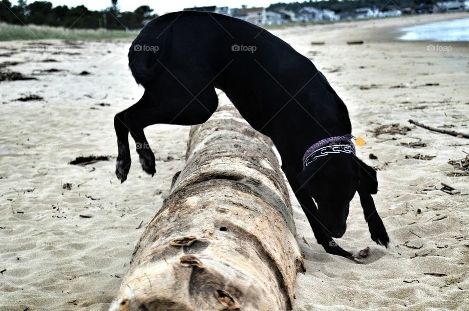 Beach hound