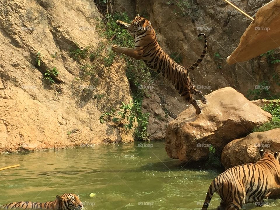 A Bengal Tiger leaping through the air. 