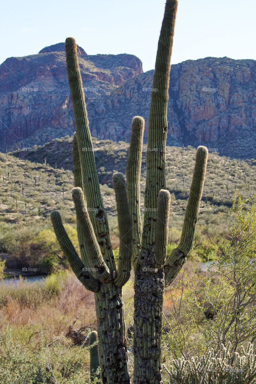 Gigantic Saguaro Cactus possibly 200 years old stand tall in the Arizona desert.