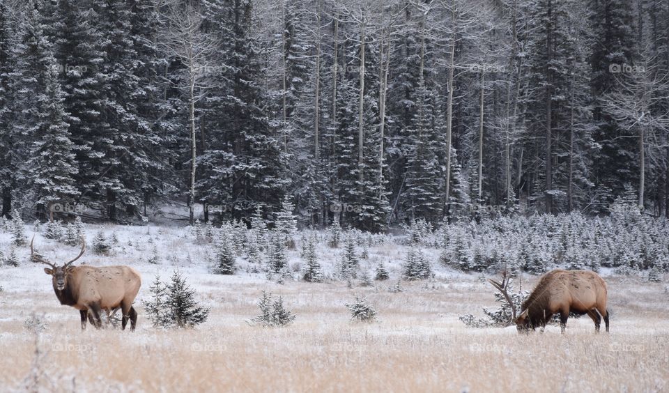 Elks In the morning during winter
