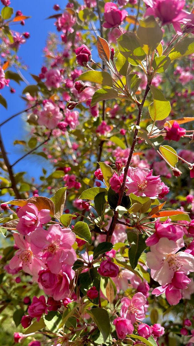 Spring