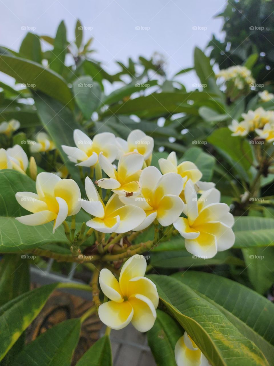frangipani yellow white