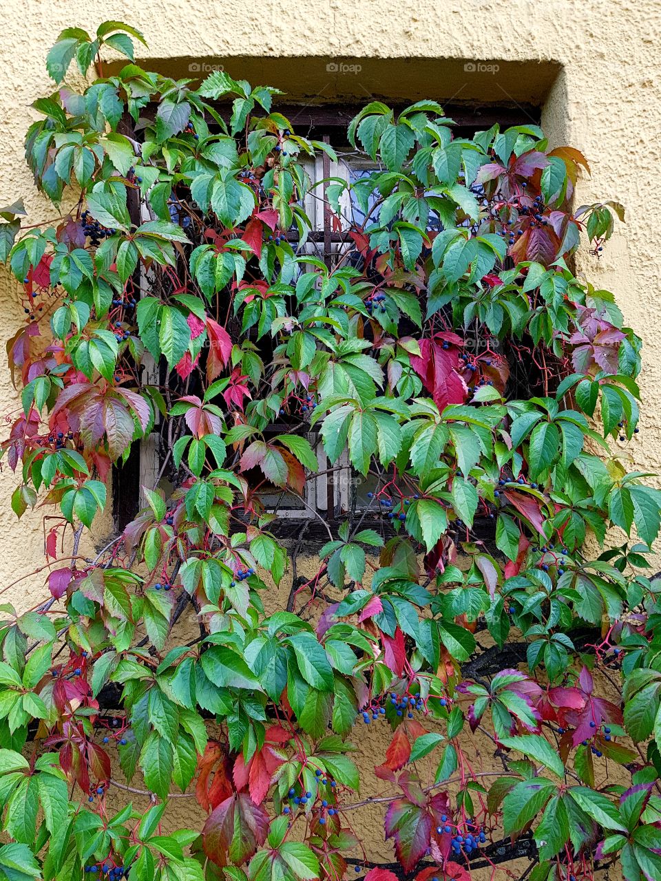 window in the autumn