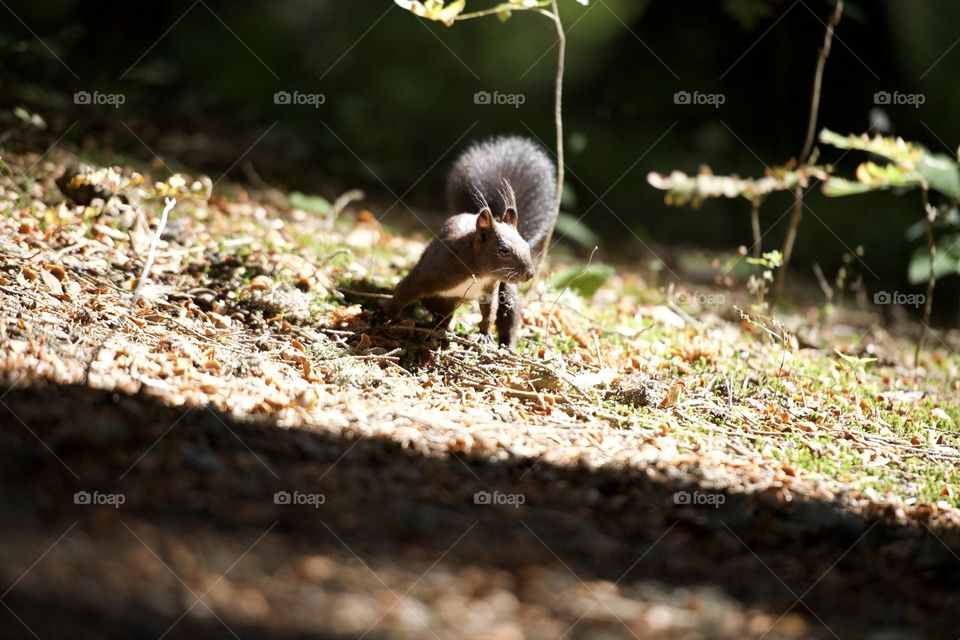 Squirrel on the floor