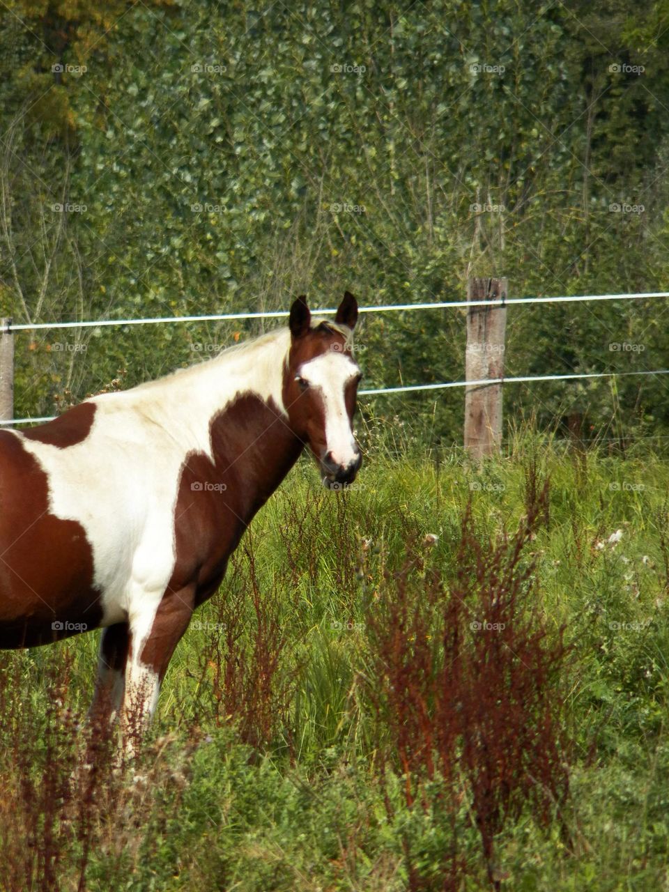 Rustic and  authentic  ...