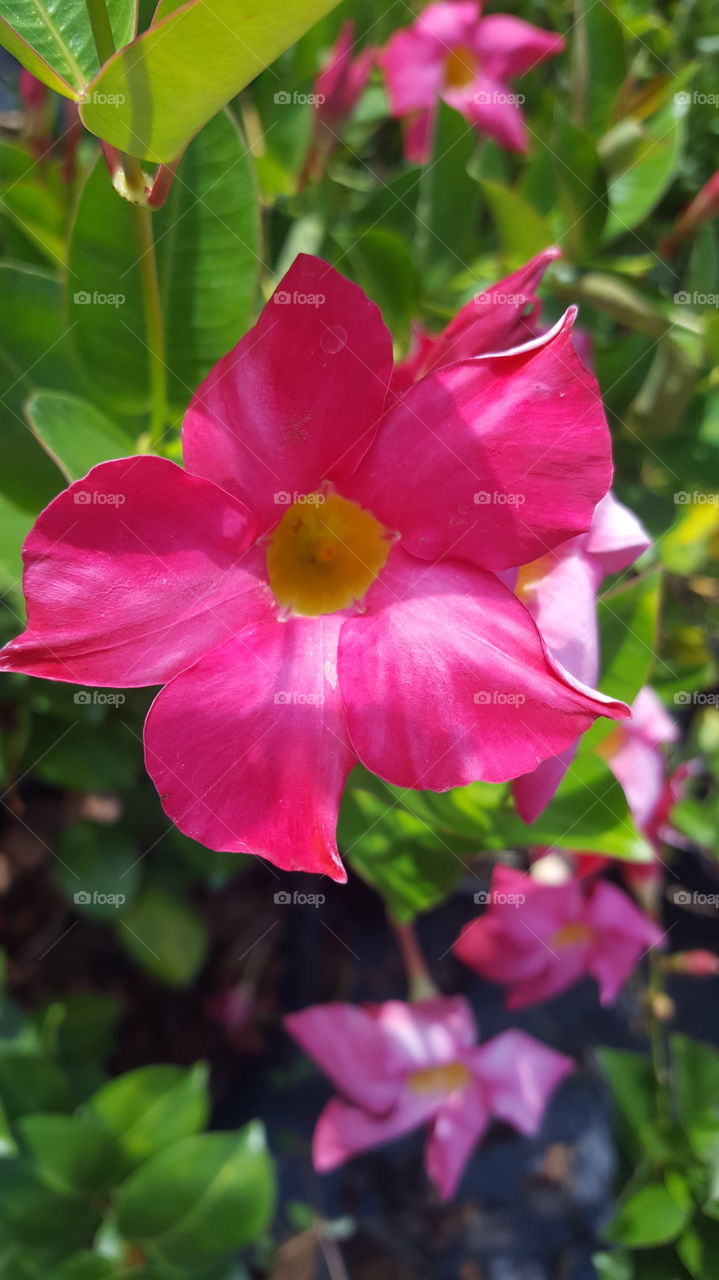 pinkest pink flower