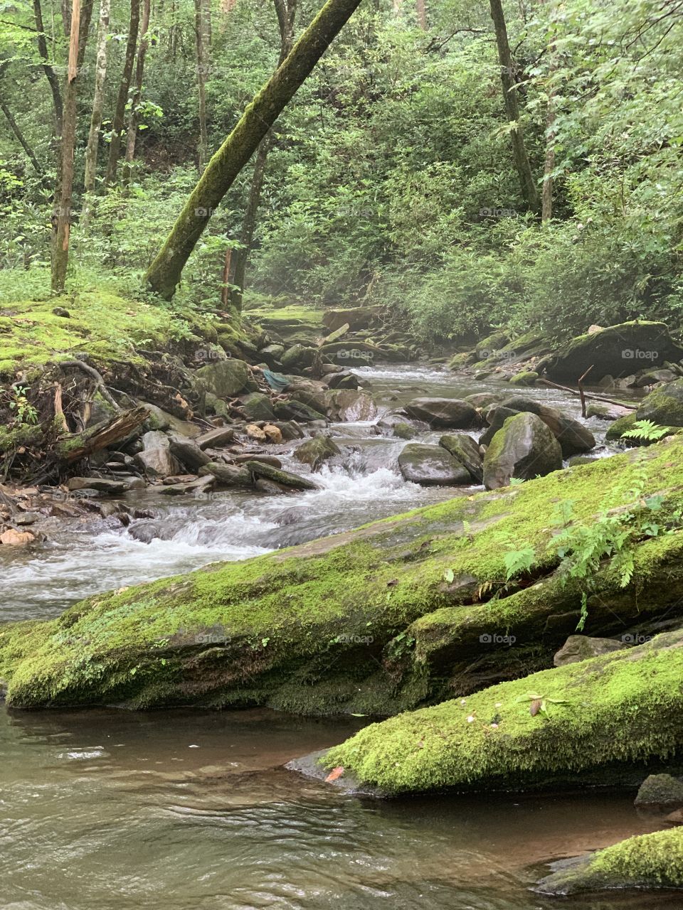 Curtis creek, Pisgah National Forest 