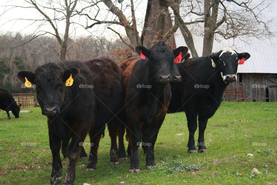 Cattle standing on grass and looking at camera