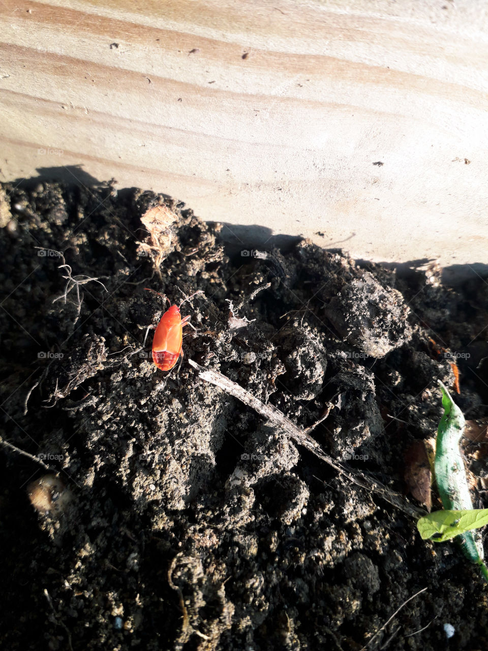 orange bright fluo bug ground wood tiny litle one twig walk