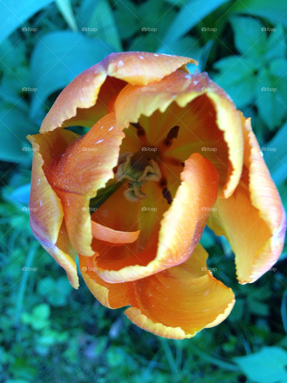 flower orange tulip by sandborgskan