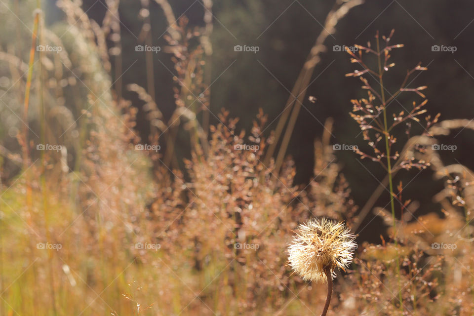 Golden hour, daylight, dandelion and grass, autumn