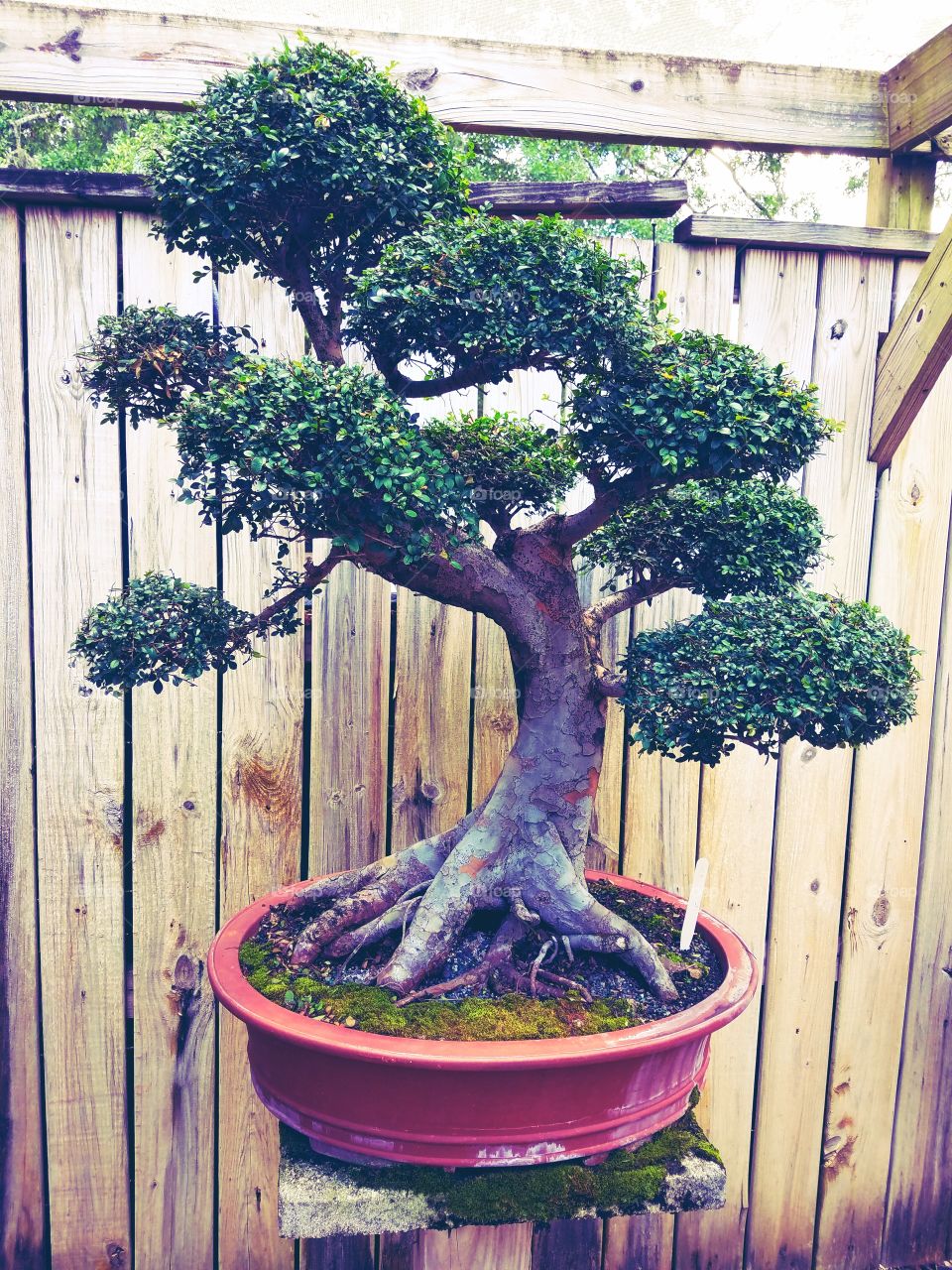 bonsai tree