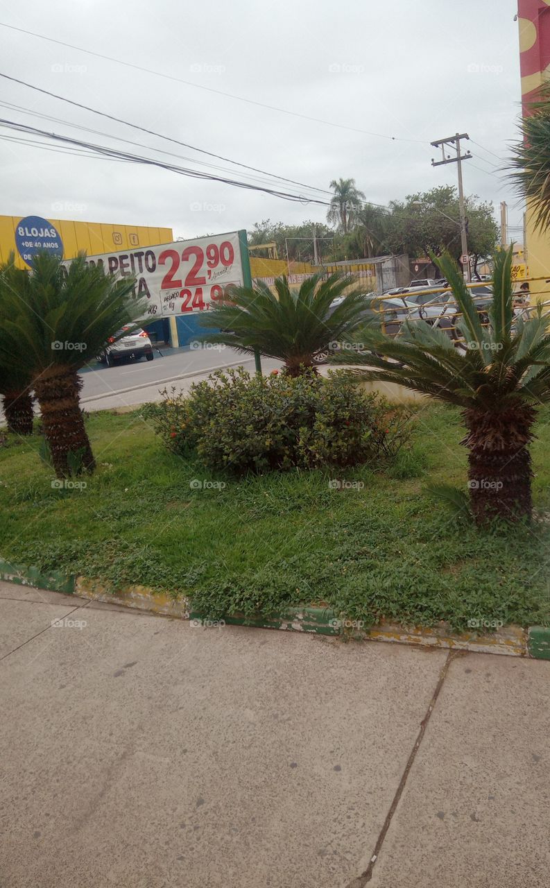 O passeio e o jardim