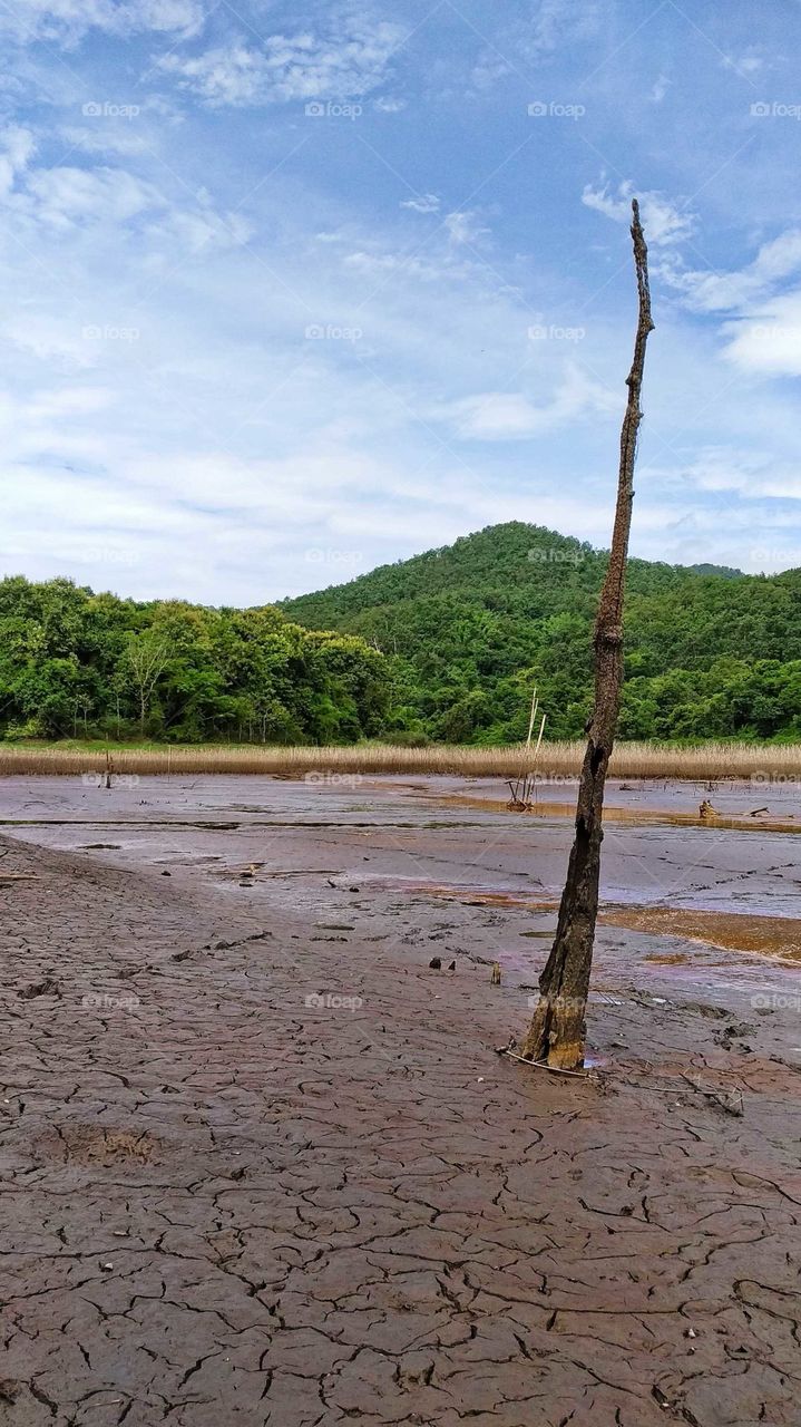dry tree at reservoir | abstract