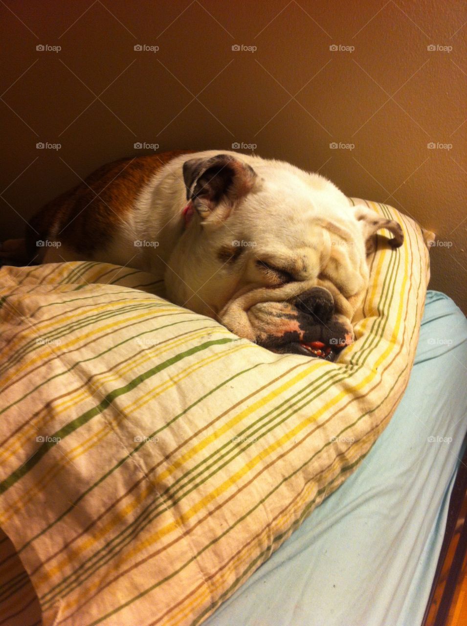 Stealing the human's bed is so much fun 