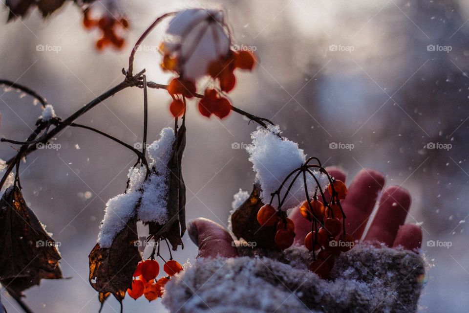 frozen winter berry in hand