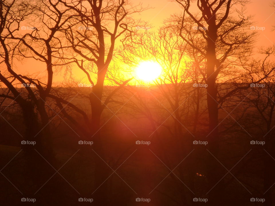 Trees At Sunset