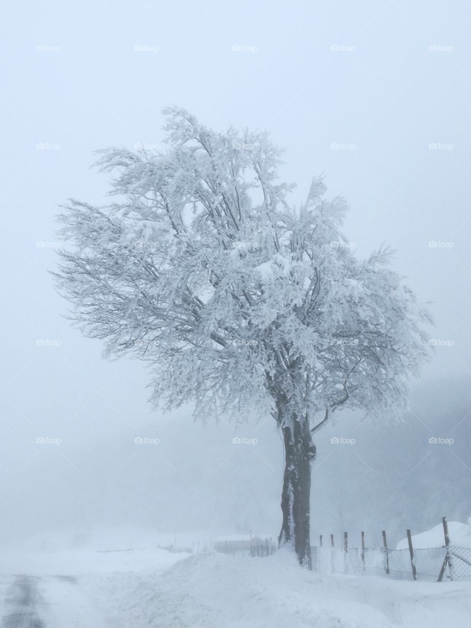 Snow is coming. A tree like a soldier